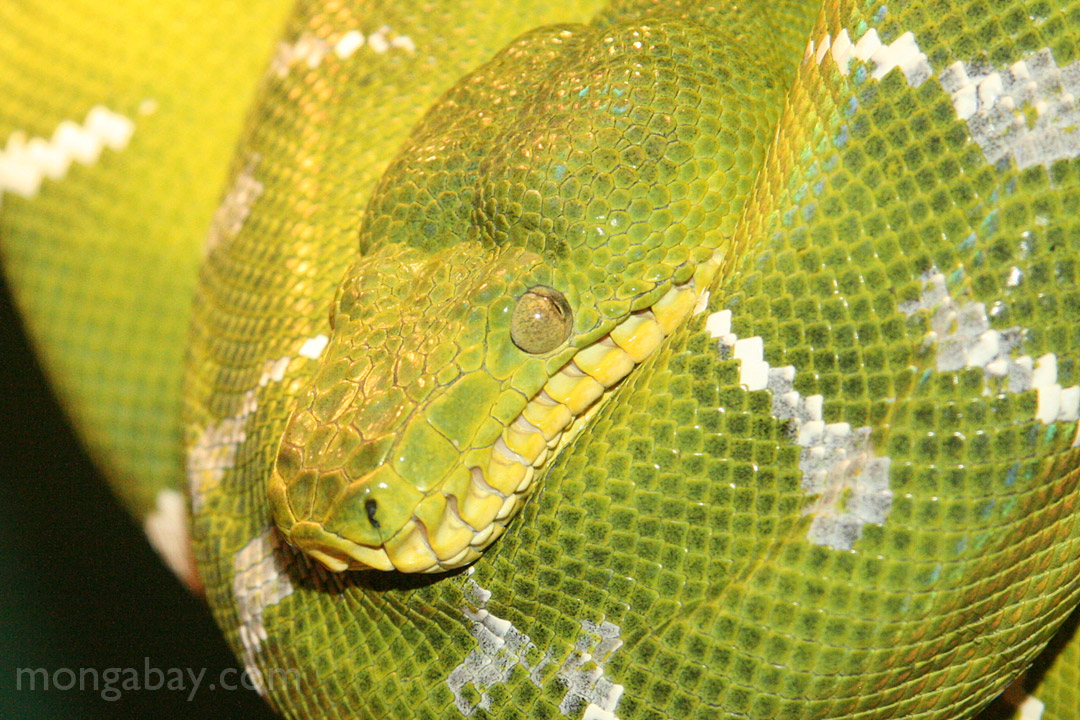 Emerald boa (Corallus caninus) from the Amazon rainforest