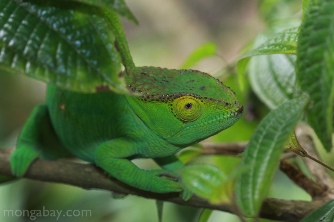 Female Parson's chameleon with green coloring and a yellow eye