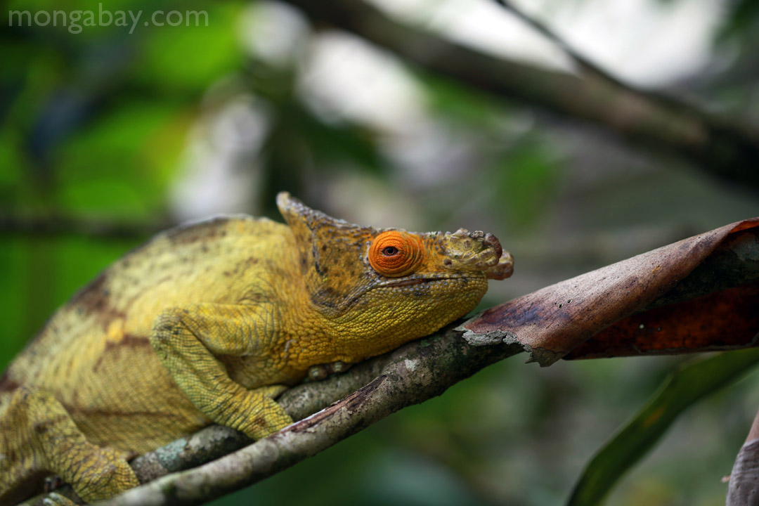 Yellow and orange Parson's chameleon in Madagascar