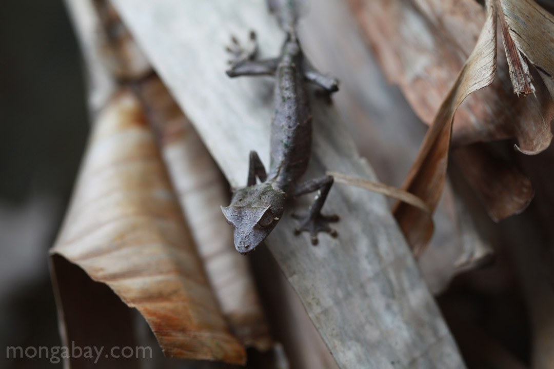 Satanic Leaf-tail Gecko (Uroplatus phantasticus) in Madagascar