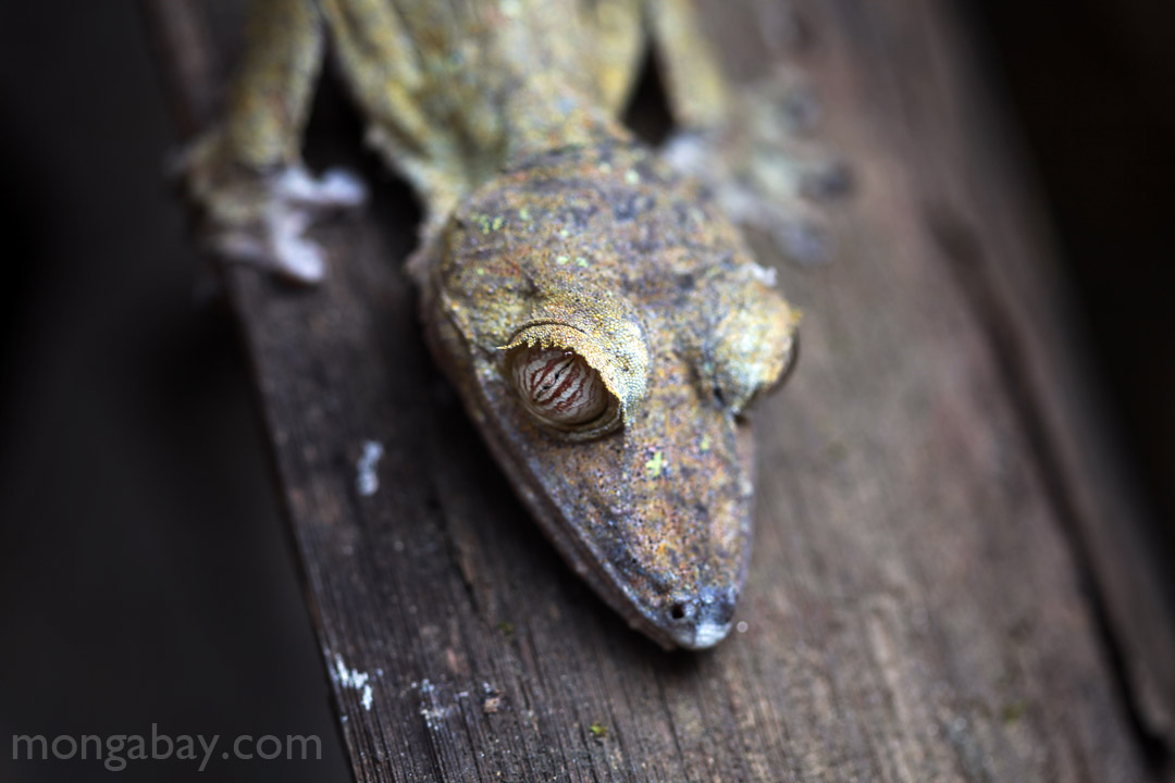 Giant Leaftailed Gecko (Uroplatus fimbriatus) in Madagascar