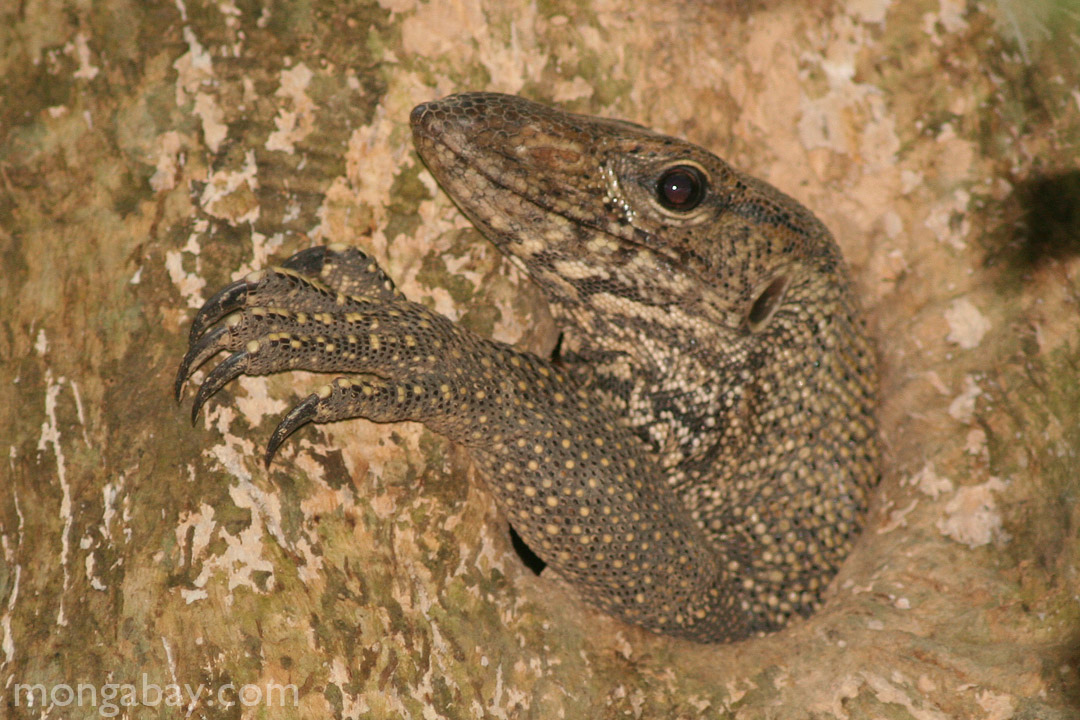 Monitor lizard (Varanus salvator) in Malaysia