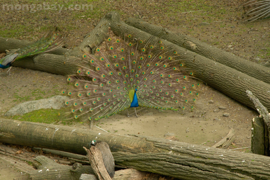 Indian Peafowl