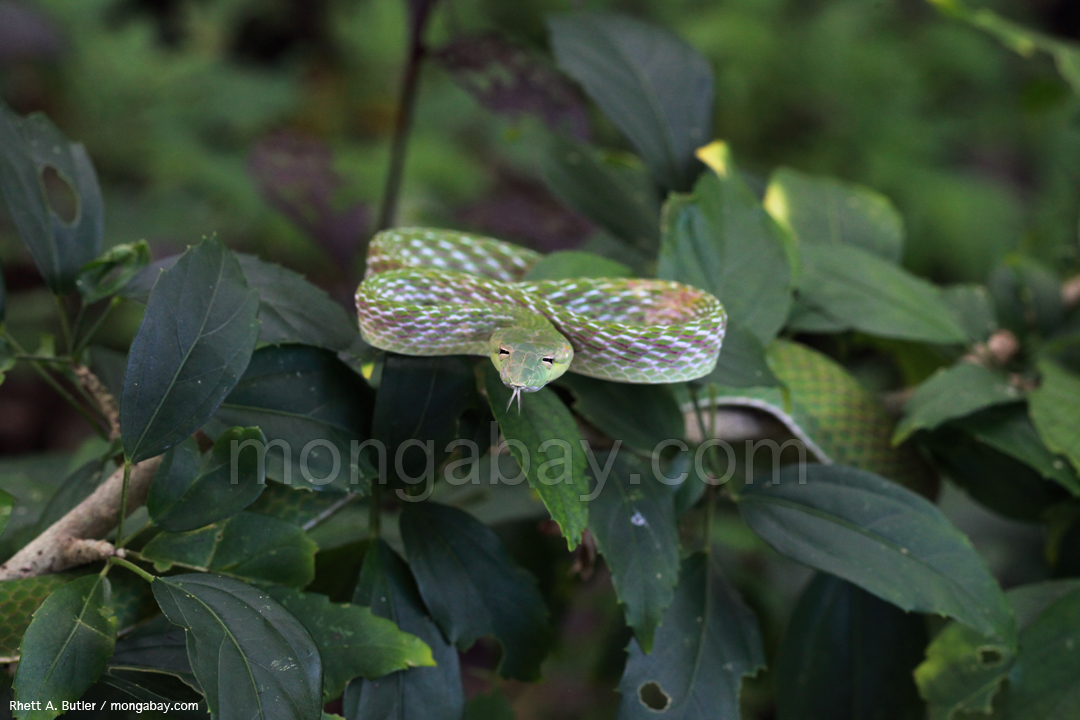 Oriental Vine Snake (Ahaetulla prasina) in Sulawesi, Indonesia