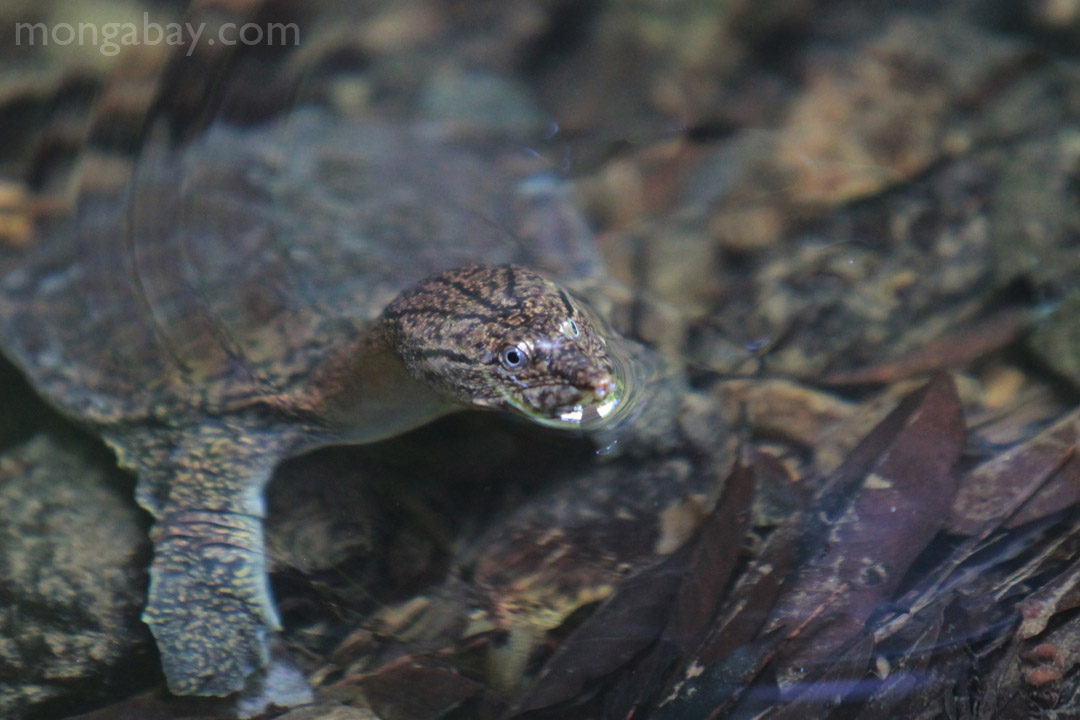 Sumatran freshwater turtle