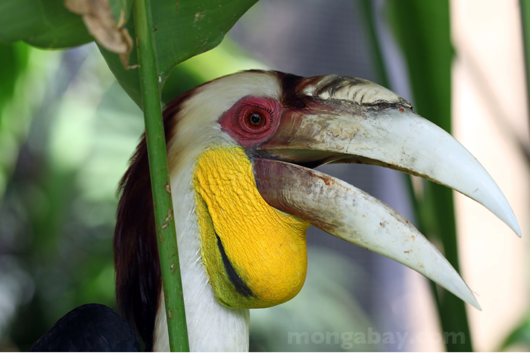 Wreathed Hornbill (Aceros undulatus) in Indonesia