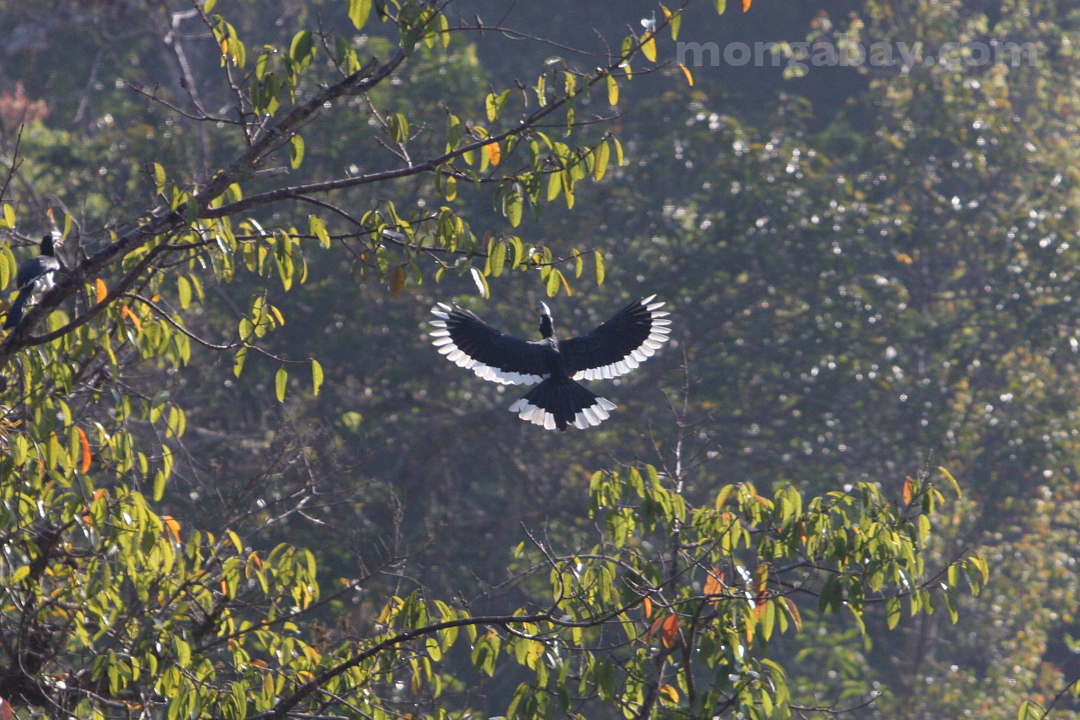 Great hornbill in Thailand's Khao Yai National Park