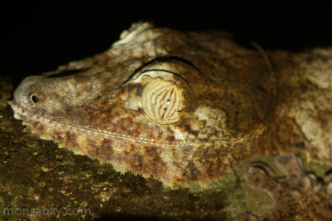 Uroplatus fimbriatus leaf-tail gecko on Nosy Mangabe