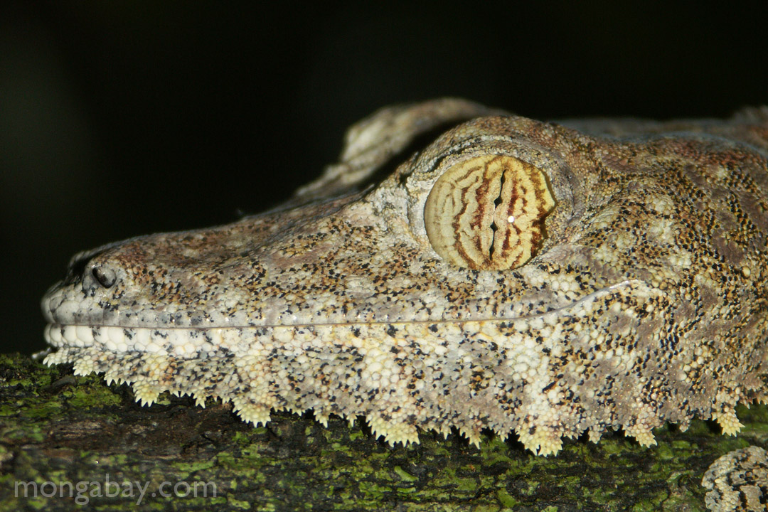 Giant leaf-tailed gecko (Uroplatus fimbriatus) in Madagascar