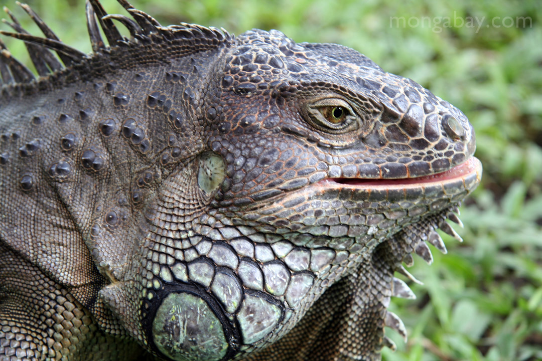 Green iguana (Iguana iguana)