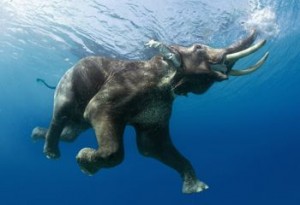 elephant-swimming