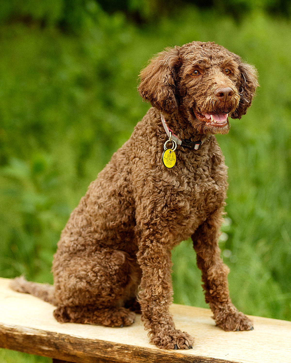 Kibbi : The Morris-Baker Therapy Dog