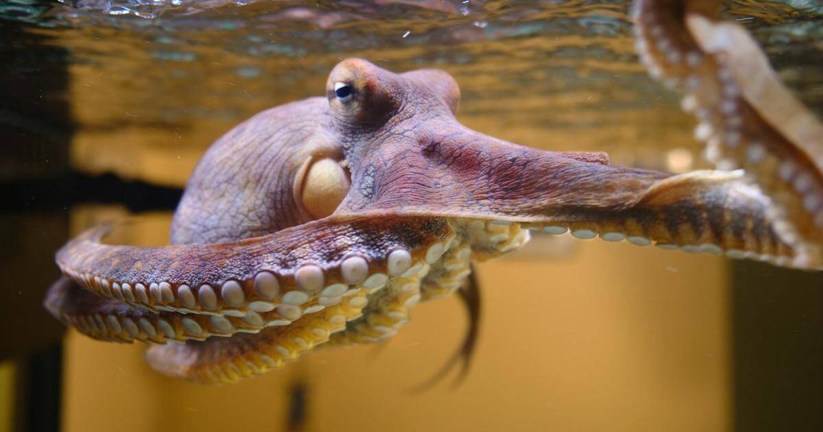 NATURE Octopus Making Contact Watch & Wonder Weekly Highlight