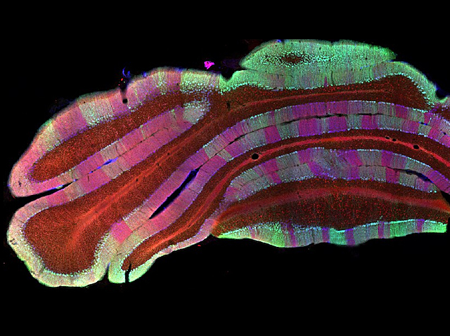 Symphony of Movements