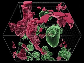 Follicle Fundamentals