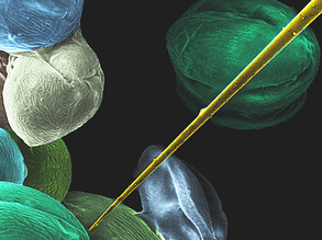 Surgery in Miniature