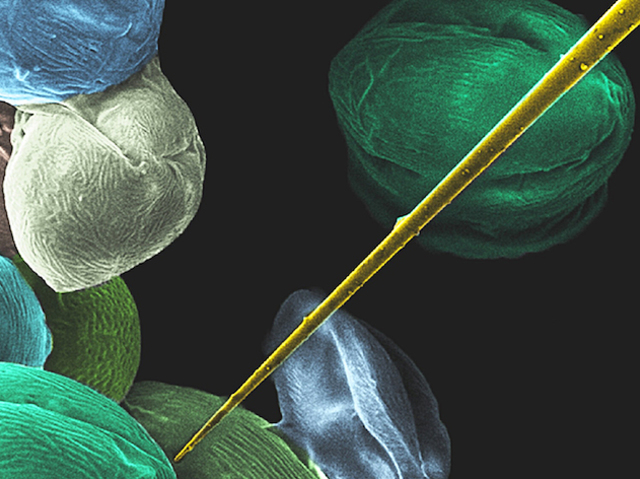 Surgery in Miniature