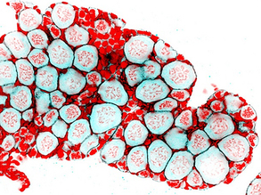 Potential to Polarise