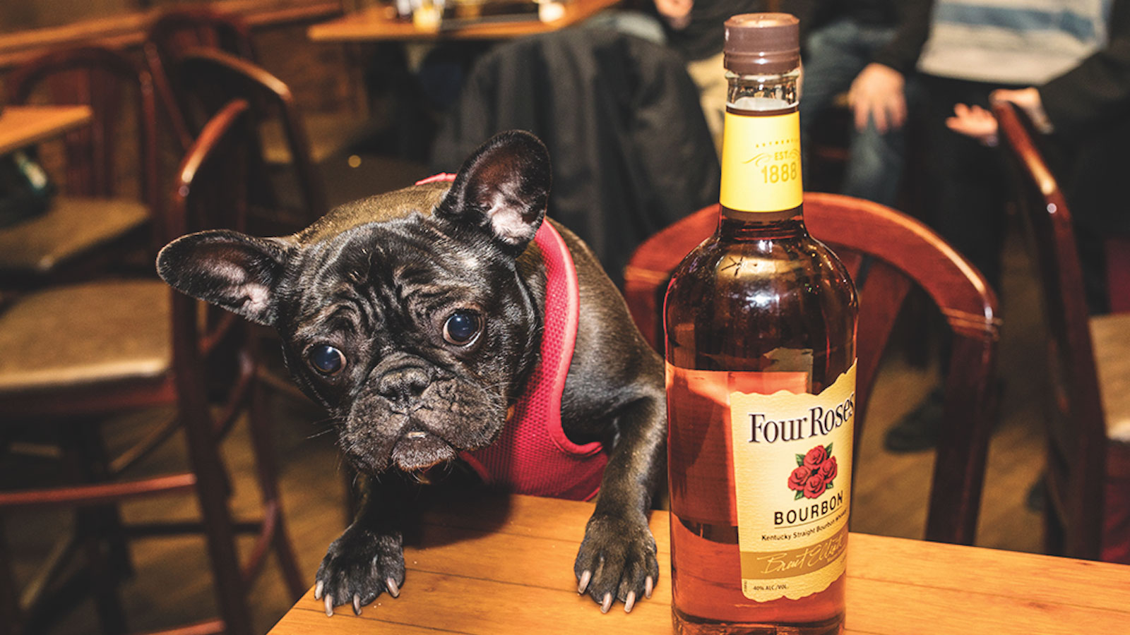 5 DogFriendly Whisky Bars Whisky Advocate