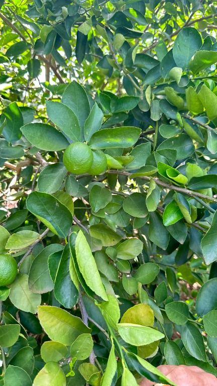 Sítio, 3 quartos, 17 hectares - Foto 2