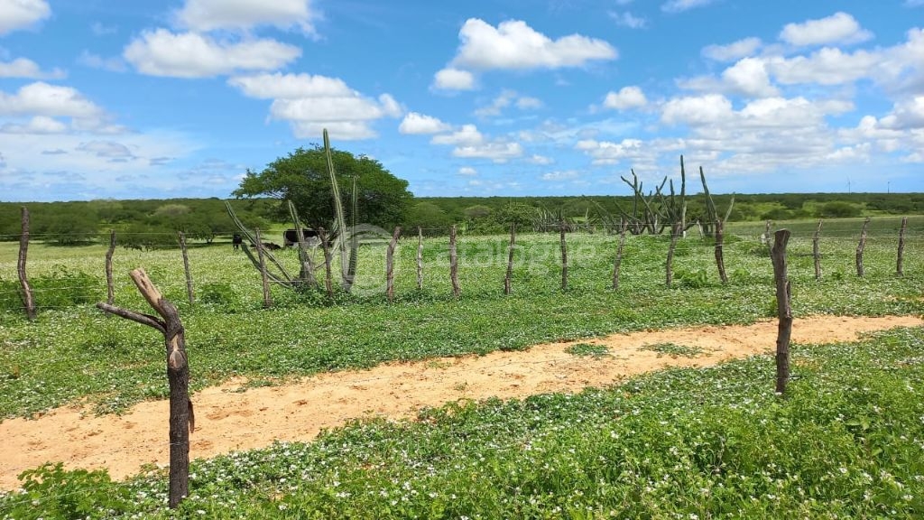 Fazenda à venda em jandaíra – 300 hectares com alto potencia