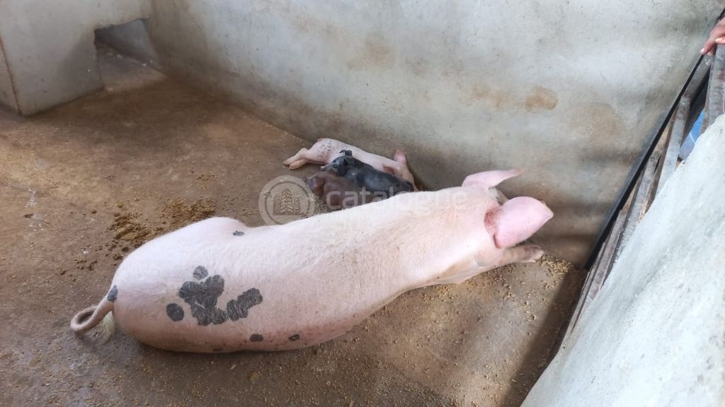 Fazenda à venda em jandaíra – 300 hectares com alto potencia