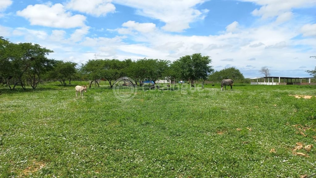 Fazenda à venda em jandaíra – 300 hectares com alto potencia