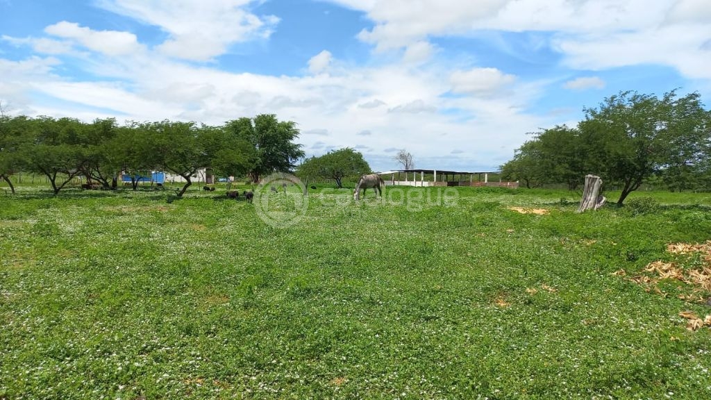Fazenda à venda em jandaíra – 300 hectares com alto potencia