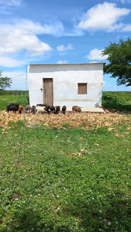 Fazenda à venda em jandaíra – 300 hectares com alto potencia