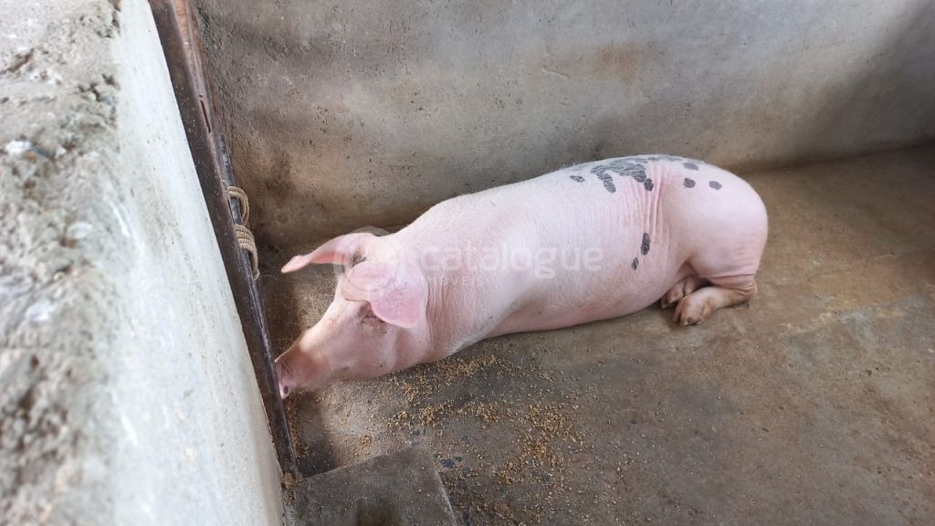 Fazenda à venda em jandaíra – 300 hectares com alto potencia