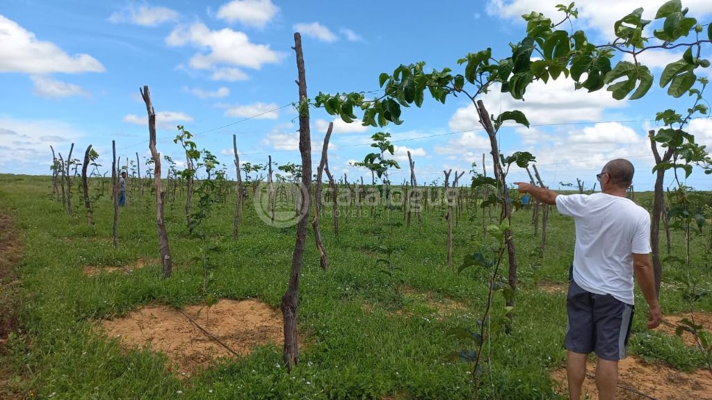 Fazenda à venda em jandaíra – 300 hectares com alto potencia