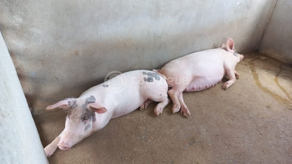 Fazenda à venda em jandaíra – 300 hectares com alto potencia