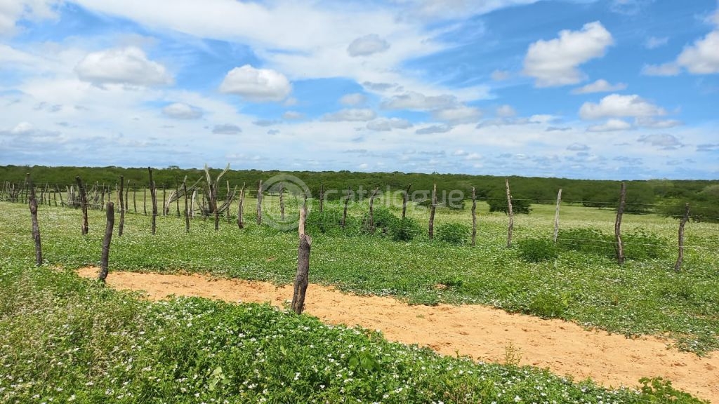 Fazenda à venda em jandaíra – 300 hectares com alto potencia