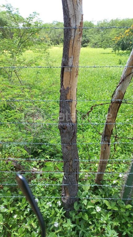 Fazenda à venda em jandaíra – 300 hectares com alto potencia