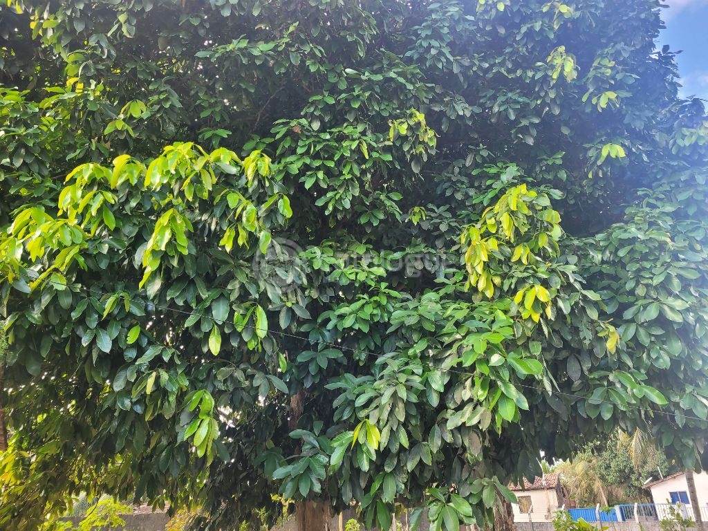 Chácara à venda em são josé de mipibu