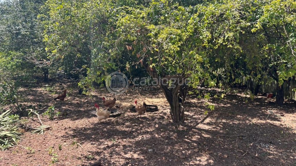 Chacara a venda completa e produtiva em Sao jose de mipibu