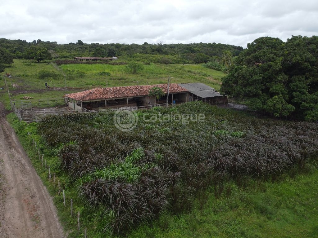 Fazenda à venda em são josé de mipibu - oportunidade única!