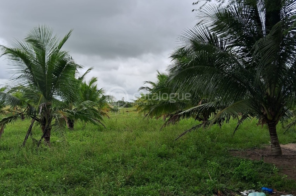 Chácara à Venda - 2 Hectares