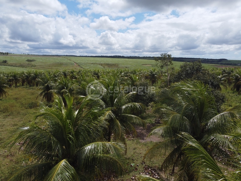 Fazenda 345 Hectares