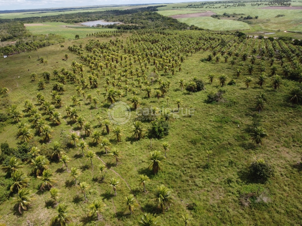 Fazenda 345 Hectares
