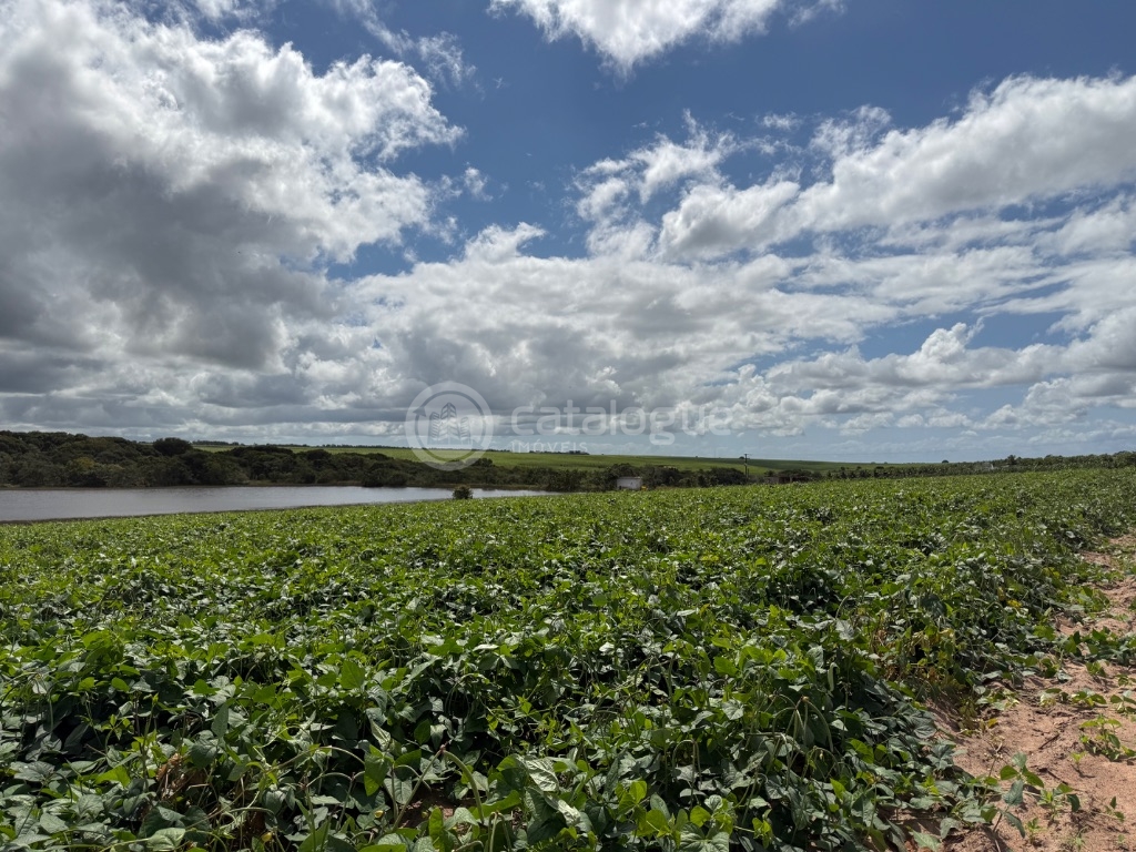 Fazenda 345 Hectares