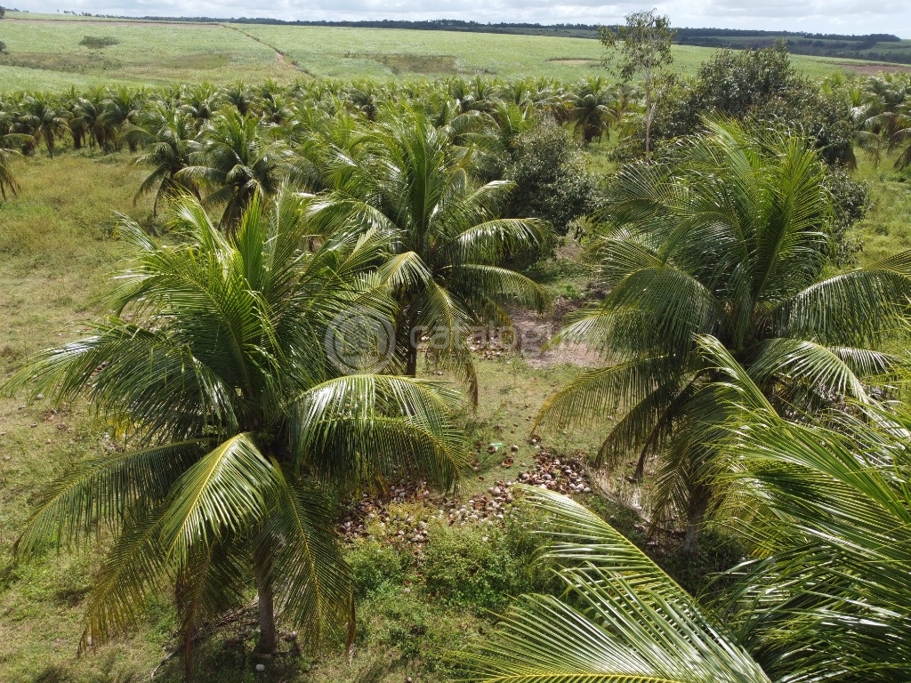 Fazenda 345 Hectares