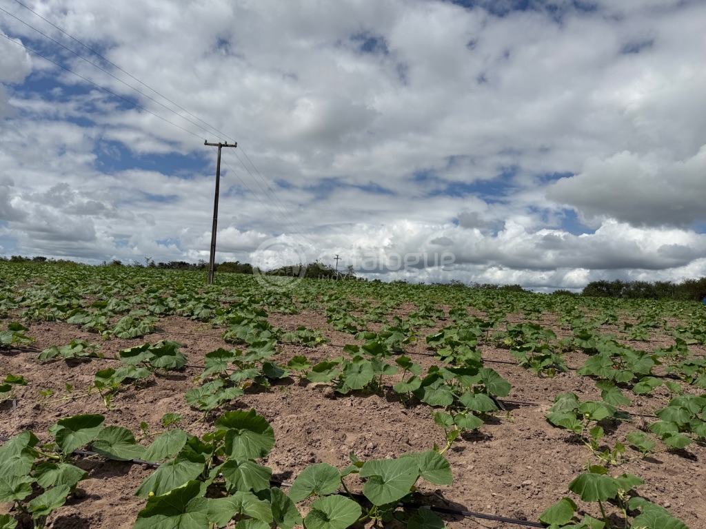 Fazenda 345 Hectares