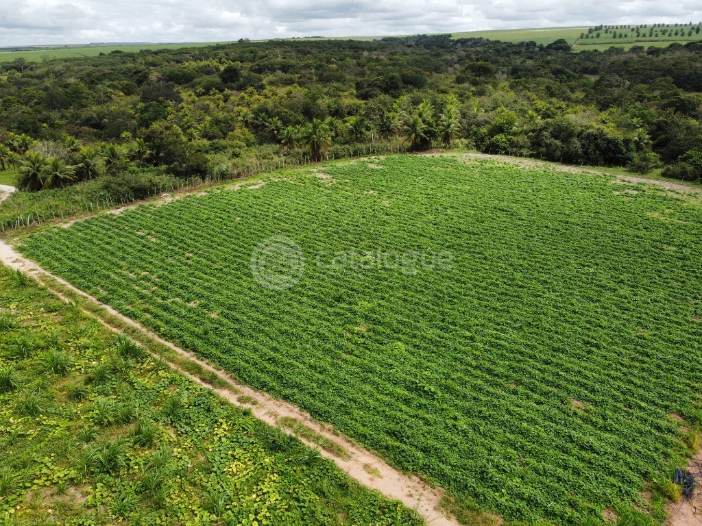 Fazenda 345 Hectares