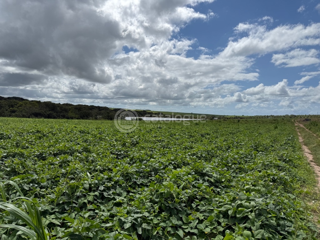 Fazenda 345 Hectares