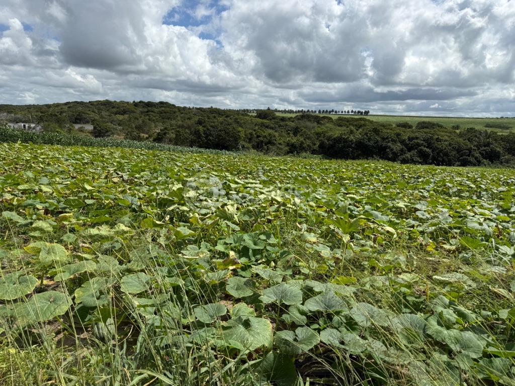 Fazenda 345 Hectares