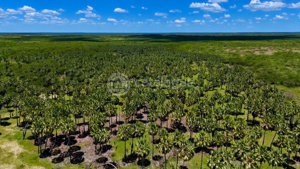 Fazenda em Macau 988 Hectares