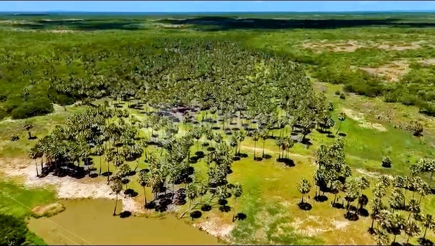 Fazenda em Macau 988 Hectares