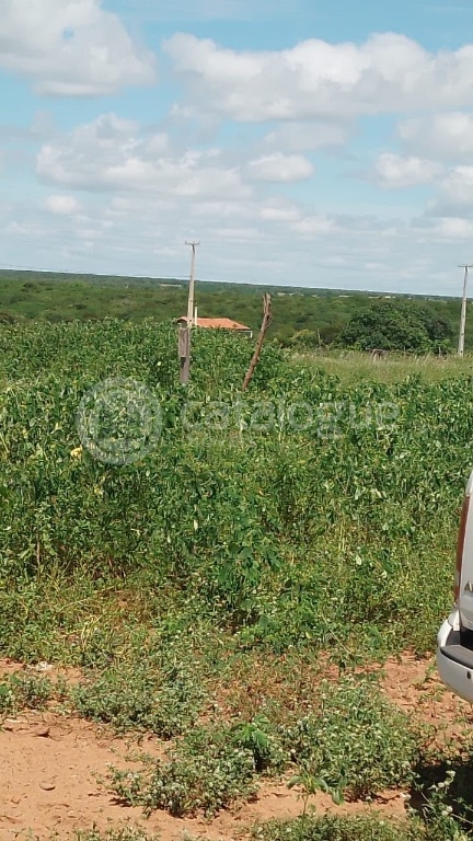 Fazenda em Afonso Bezerras 562 Ha