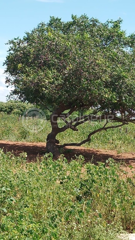 Fazenda em Afonso Bezerras 562 Ha